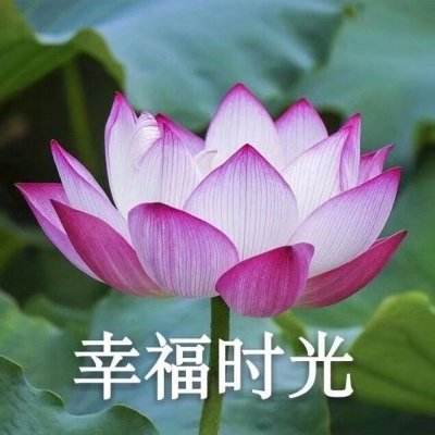 爆炒江湖联动版下载
